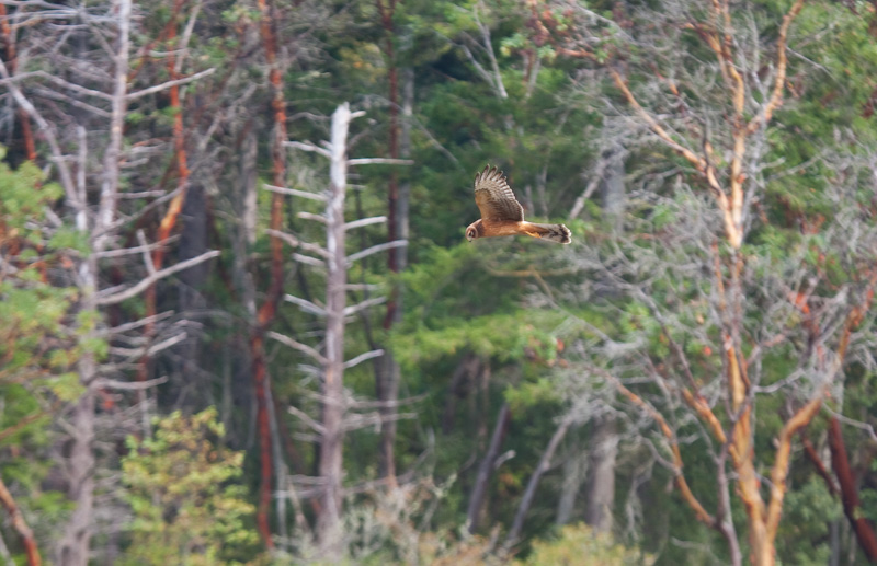 Northern Harrier In Flight